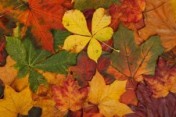 colorful-autumn-leaves-871286965014L8g8.jpg